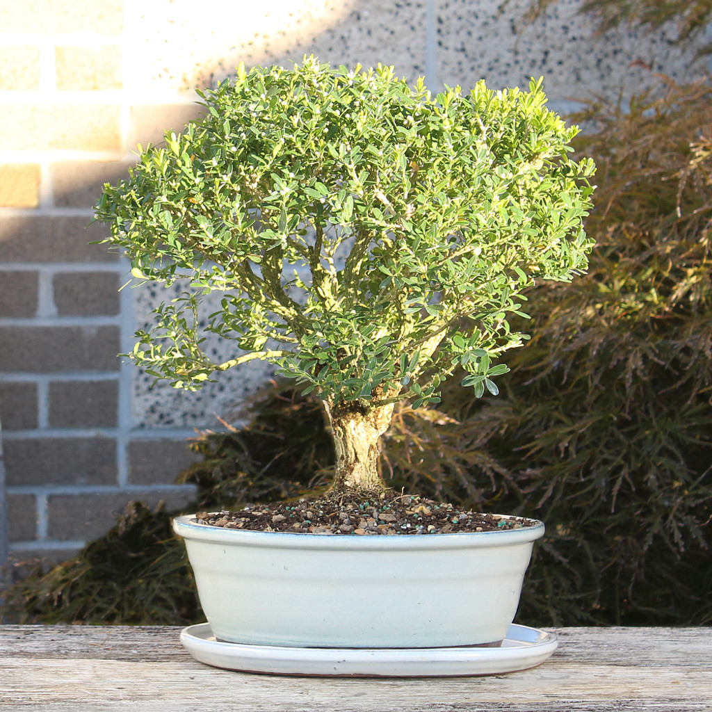 Harland Boxwood with White 10" Ceramic Tray- DT3513HB