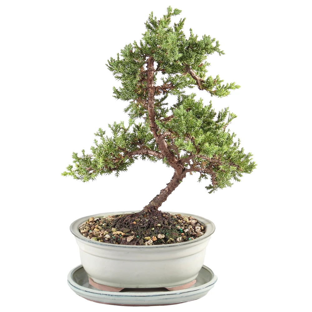 Medium Green Mound Juniper ina ceramic container with a ceramic tray