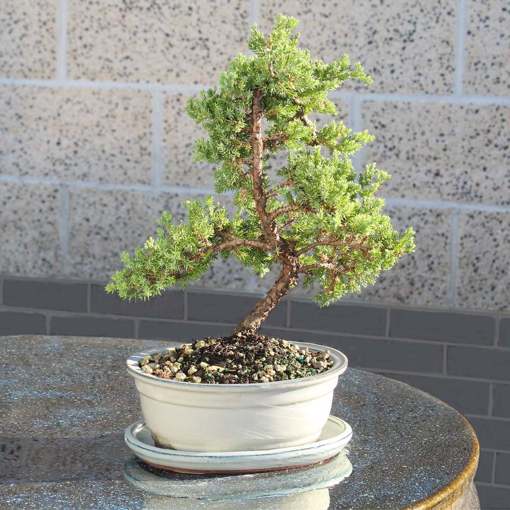 Green Mound Juniper with White 8" Ceramic Tray - DT7079GMJP