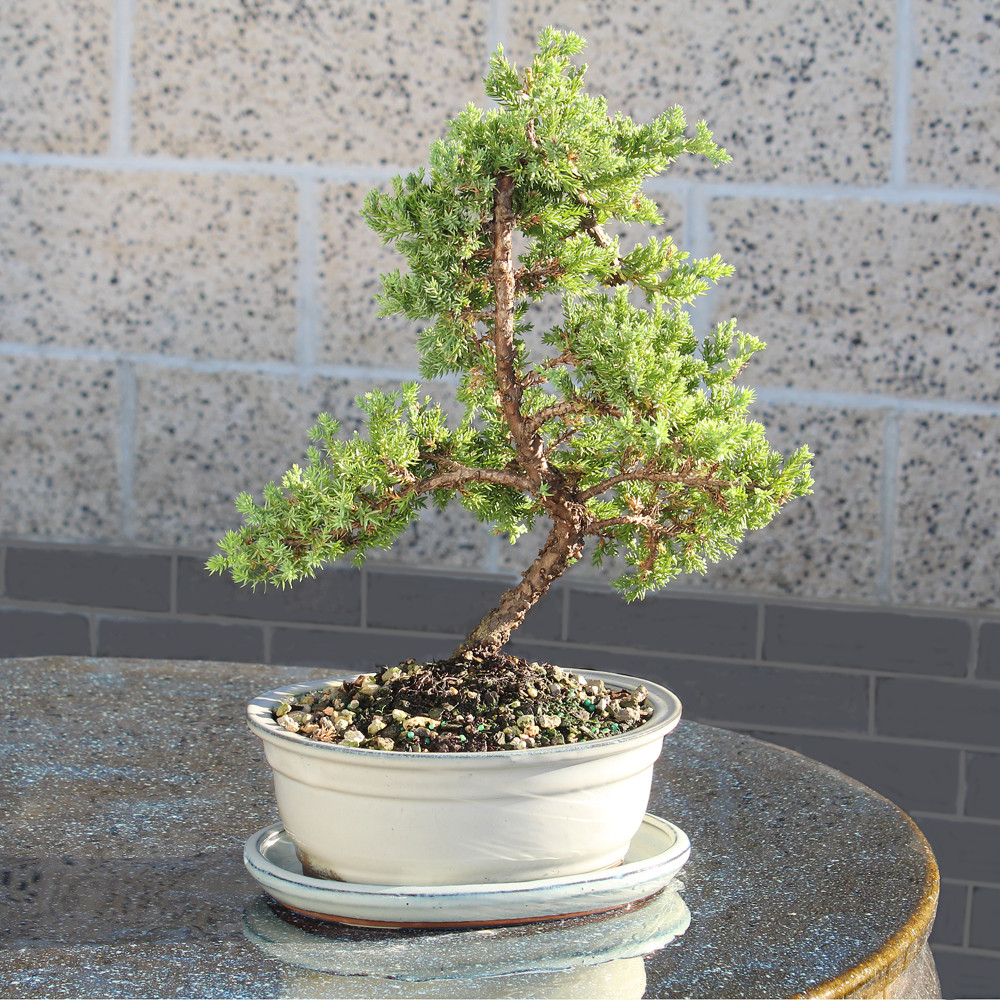 Medium Green Mound Juniper outdoor tree 