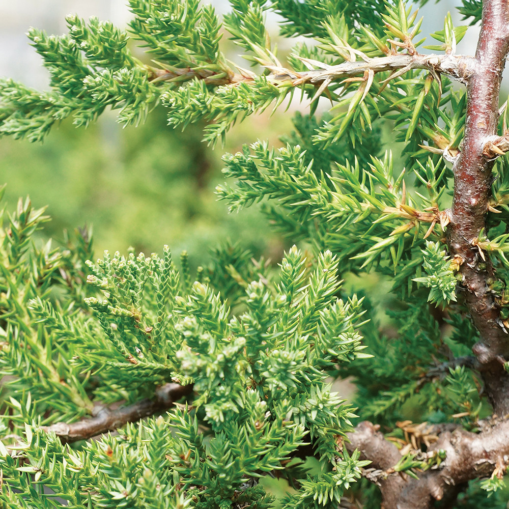 Medium Green Mound Juniper foliage view 