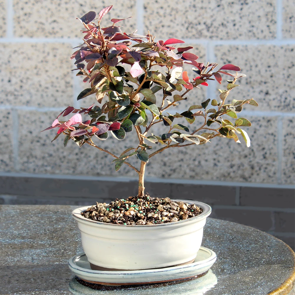 Medium Fringe Flower with ceramic tray 'Loropetalum chinense'