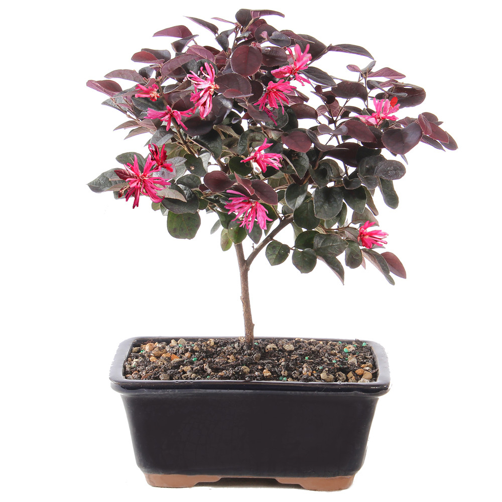 Medium Fringe Flower ina ceramic container 