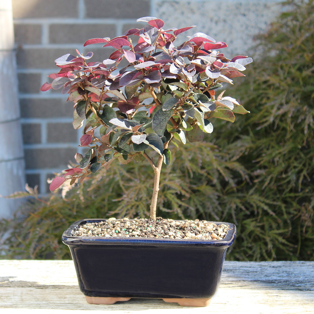 a small plant in a pot