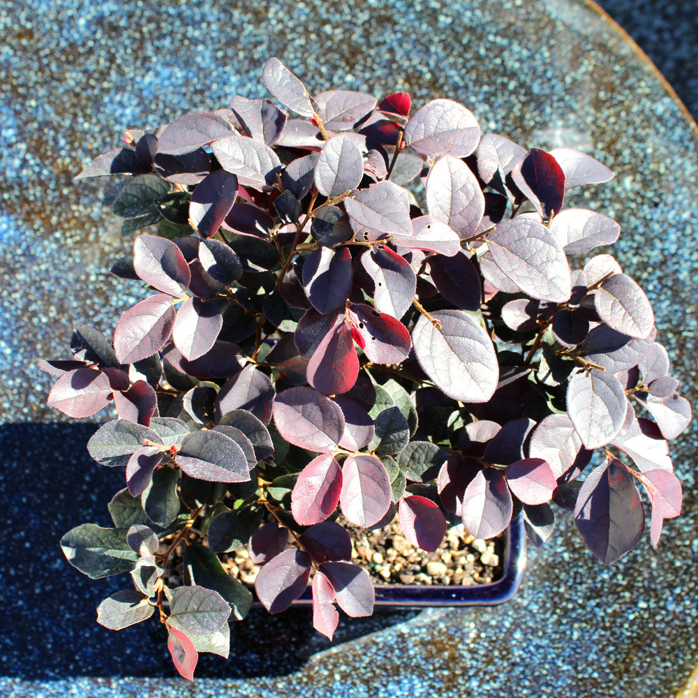 Medium Fringe Flower displaying the foliage 