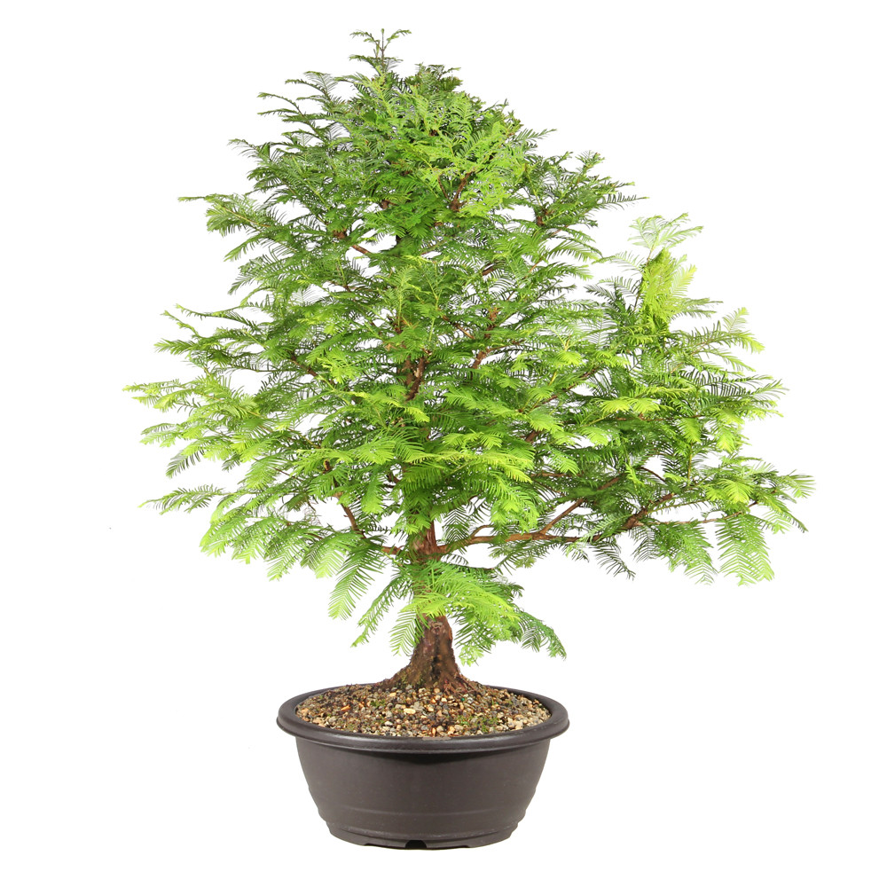 Dawn Redwood right side view 