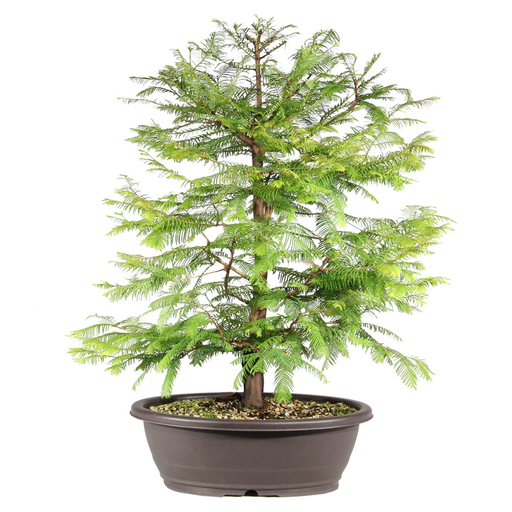 Dawn Redwood  back view 