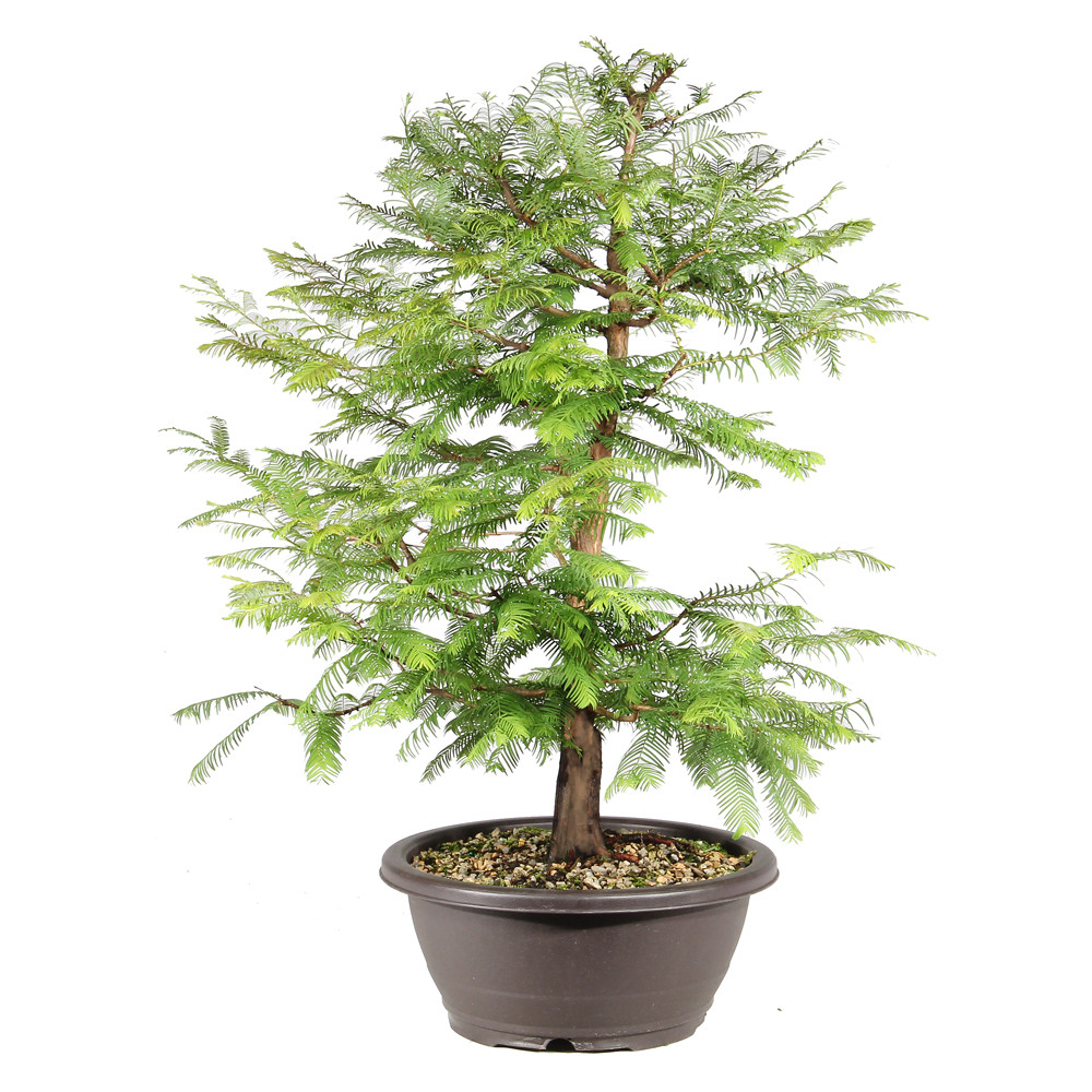 Dawn Redwood left side view 