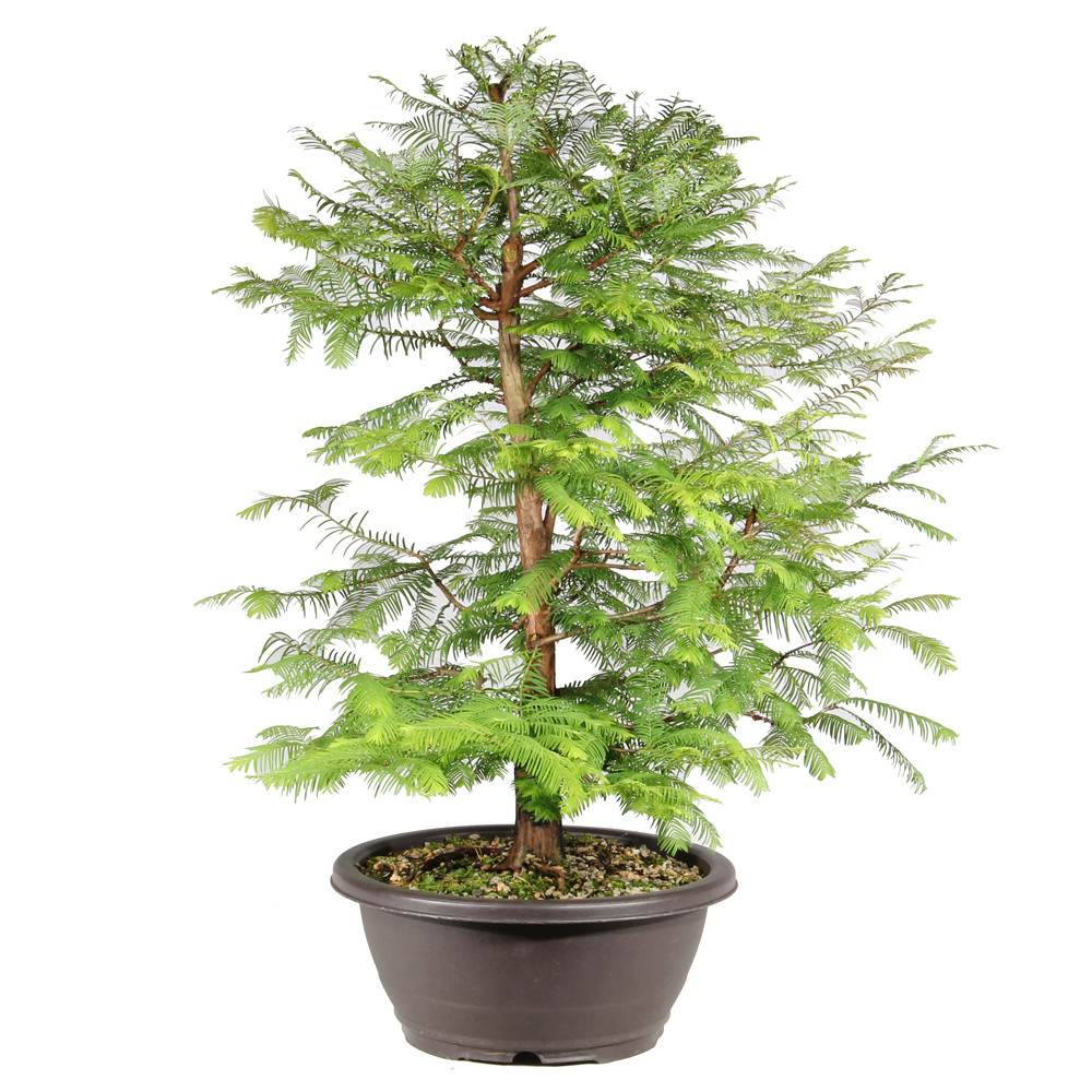 Dawn Redwood right side view 