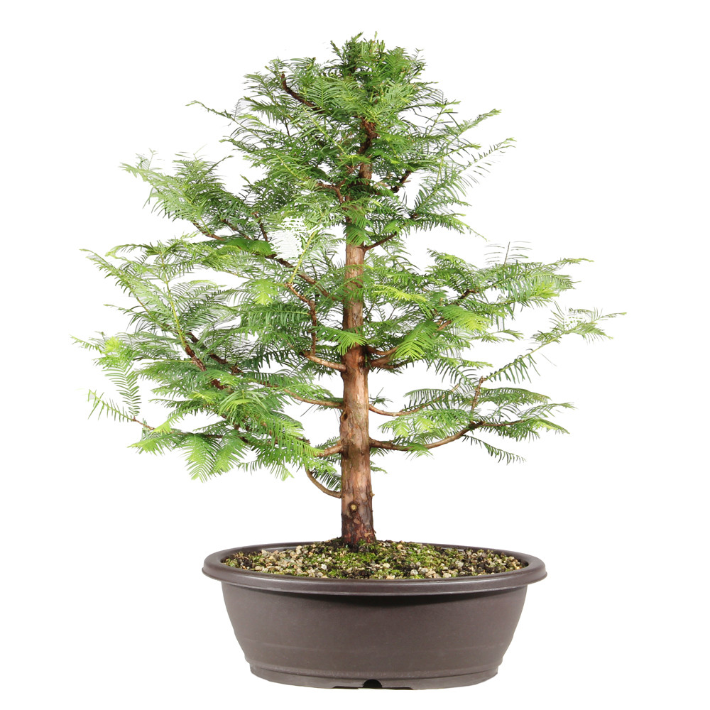 Dawn Redwood in a contianer 