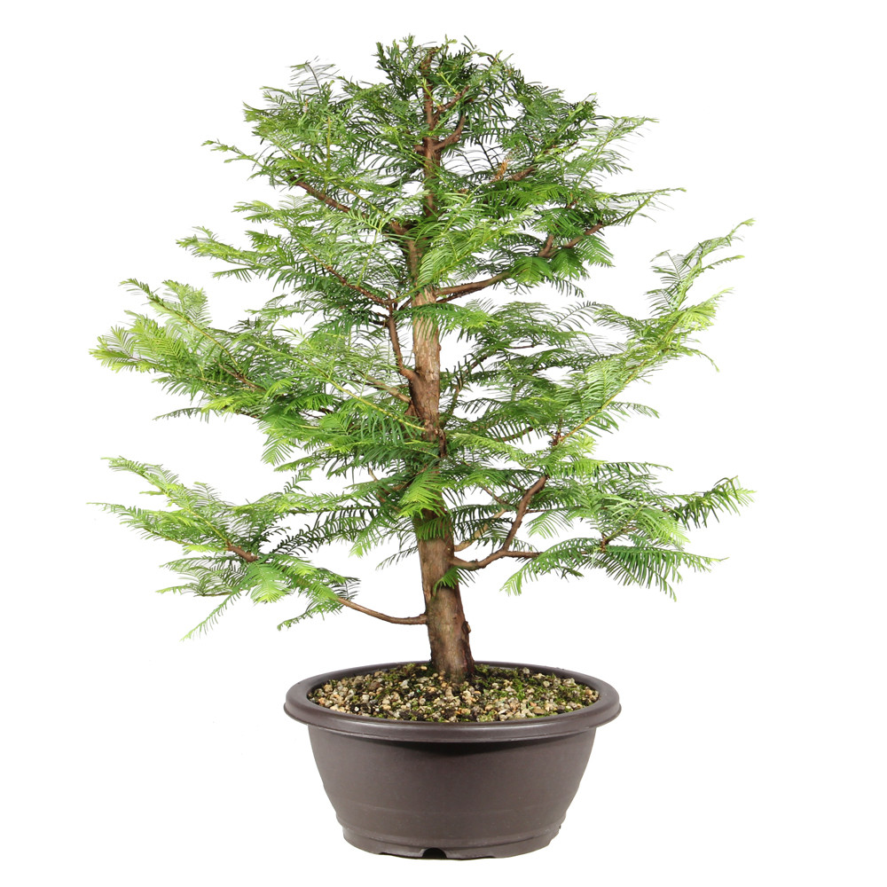 Dawn Redwood left side view
