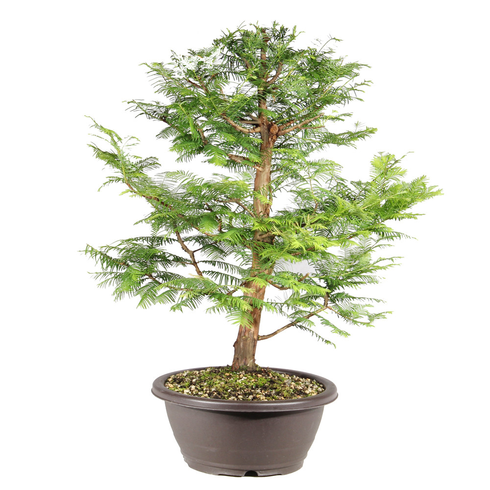 Dawn Redwood right side view 