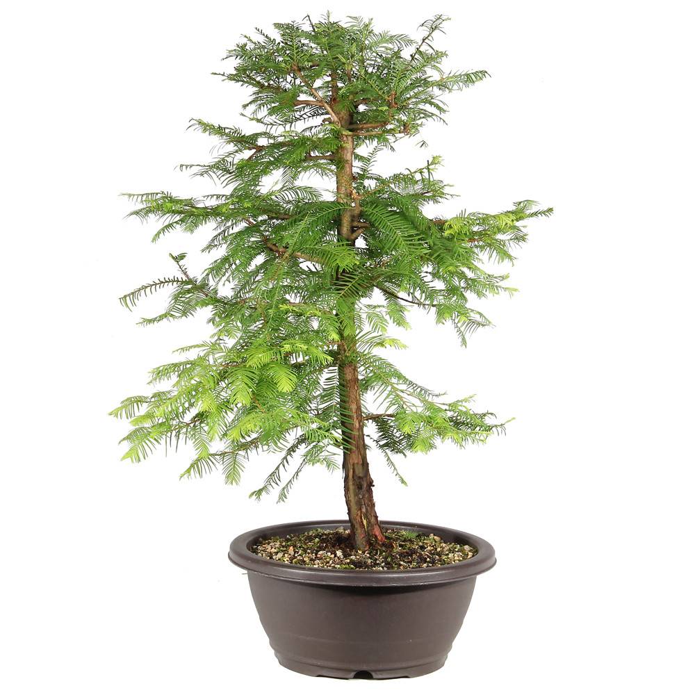 Dawn Redwood left side view 