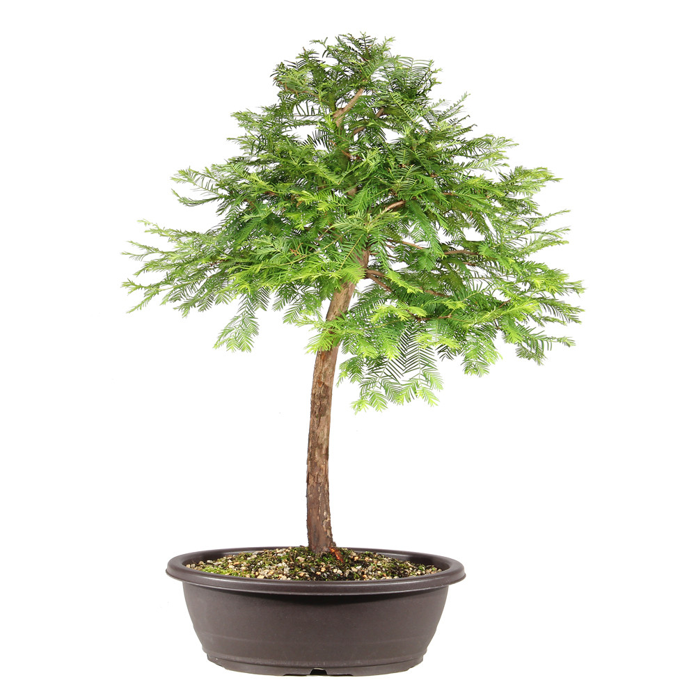 Dawn Redwood back view 