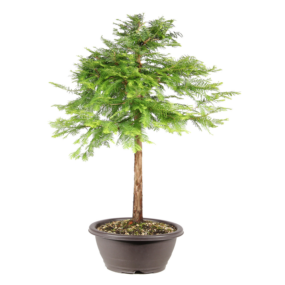 Dawn Redwood left side view 