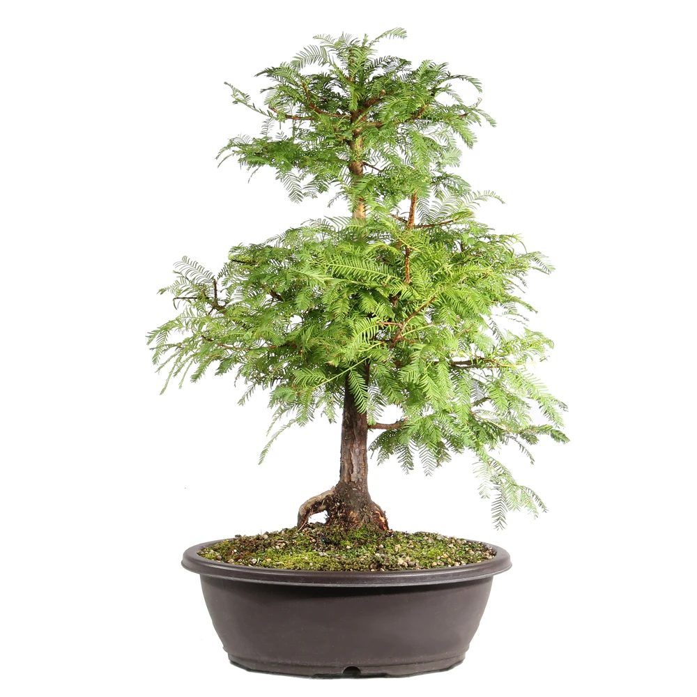 Dawn Redwood back view 