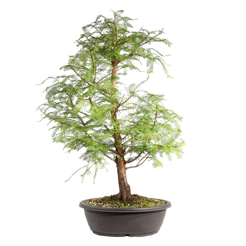 Dawn Redwood in a plastic bonsai contianer