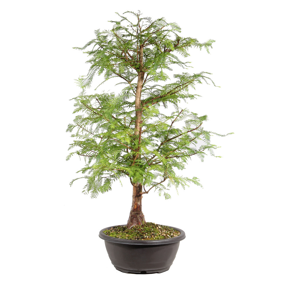 Dawn Redwood right side view 