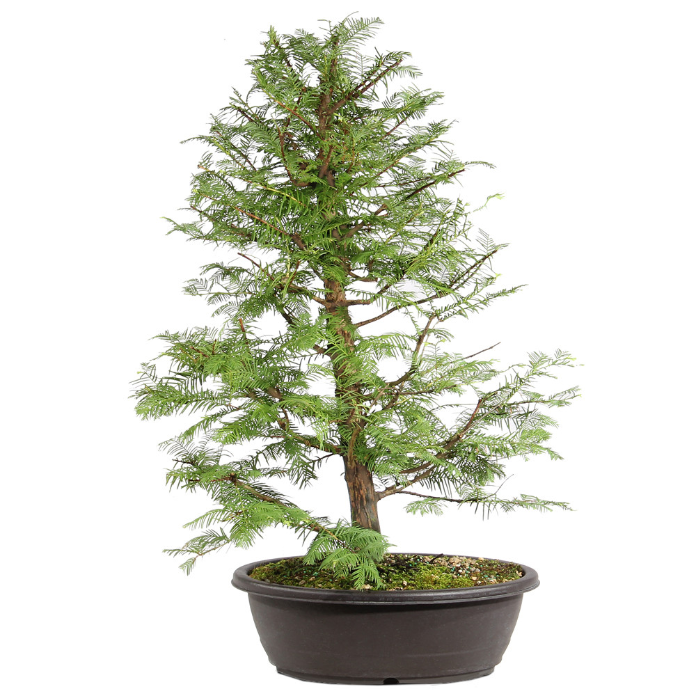 Dawn Redwood in a plastic bonsai contianer 