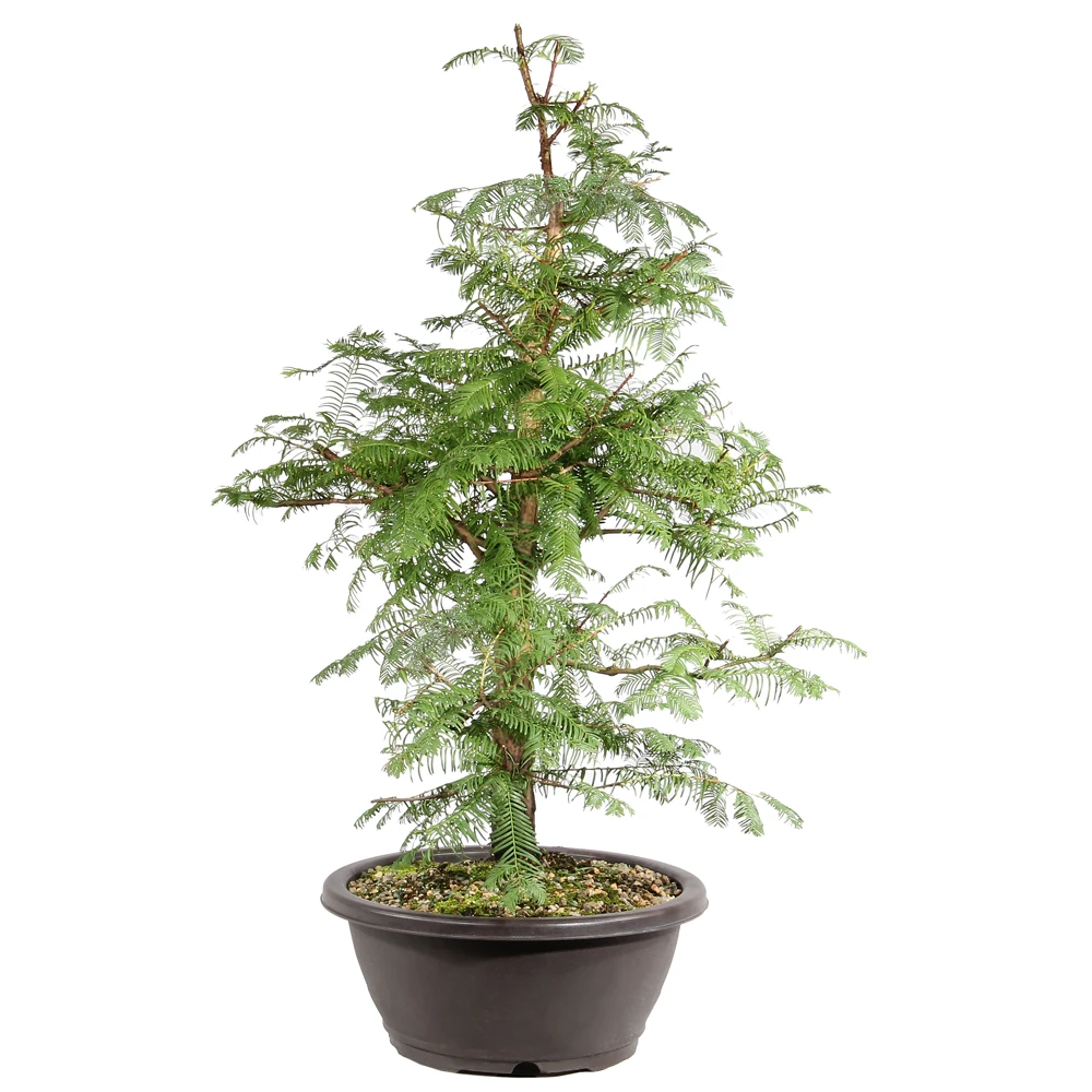 Dawn Redwood left side view