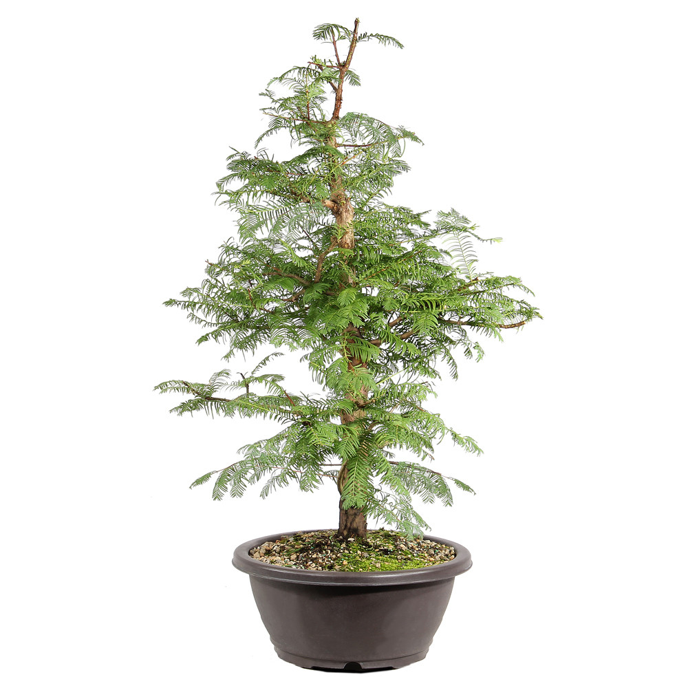 Dawn Redwood right side view 