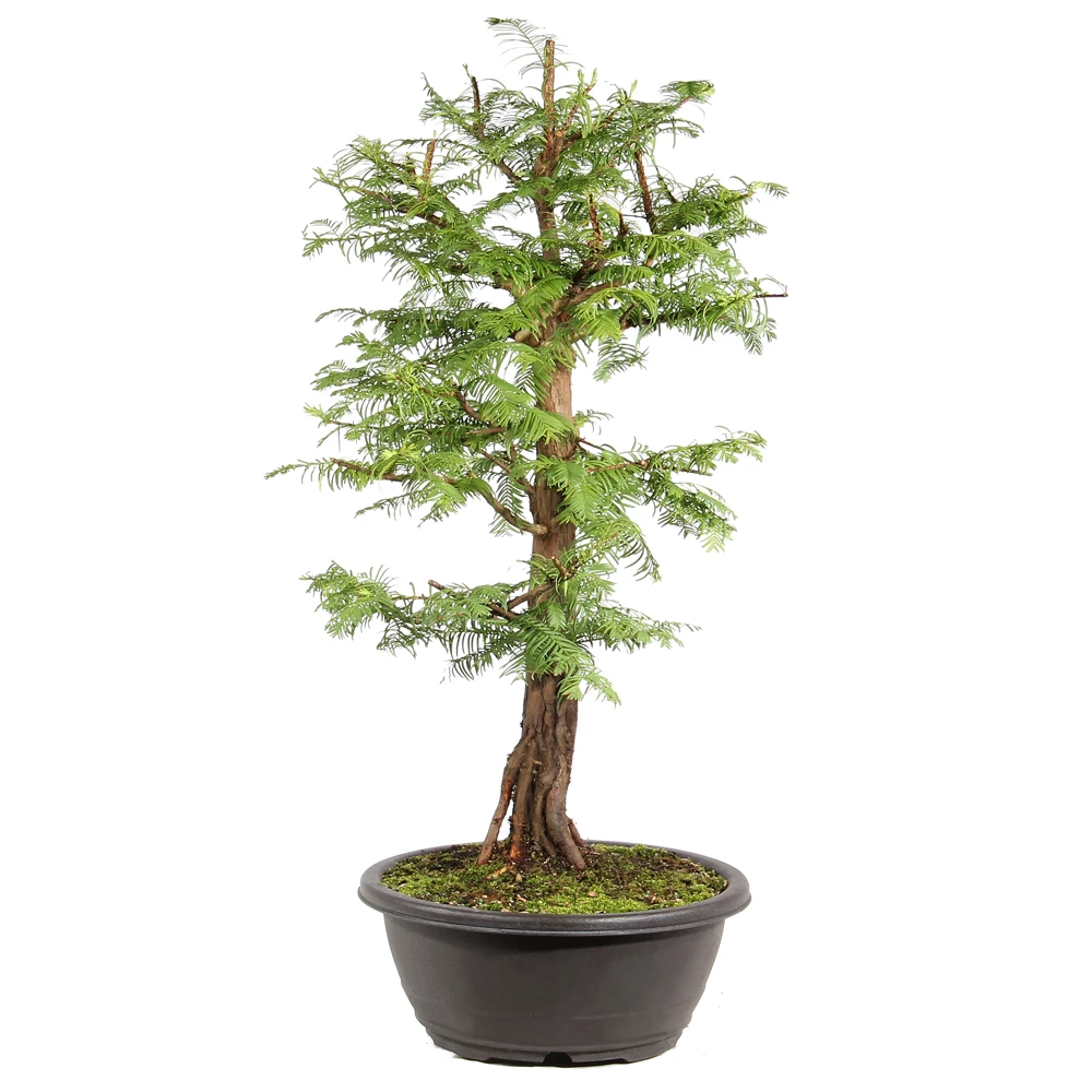 Dawn Redwood left side view 