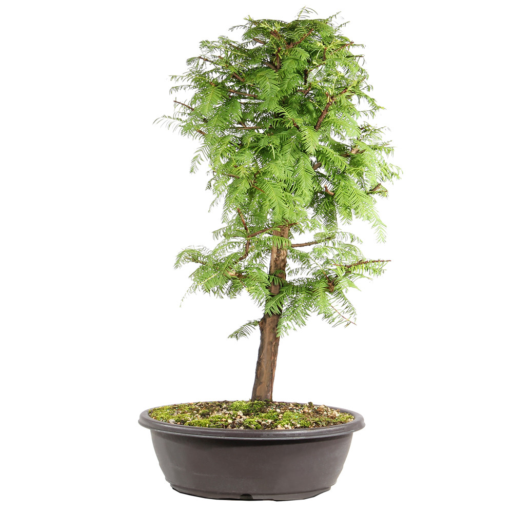 Dawn Redwood in a plastic bonsai container 