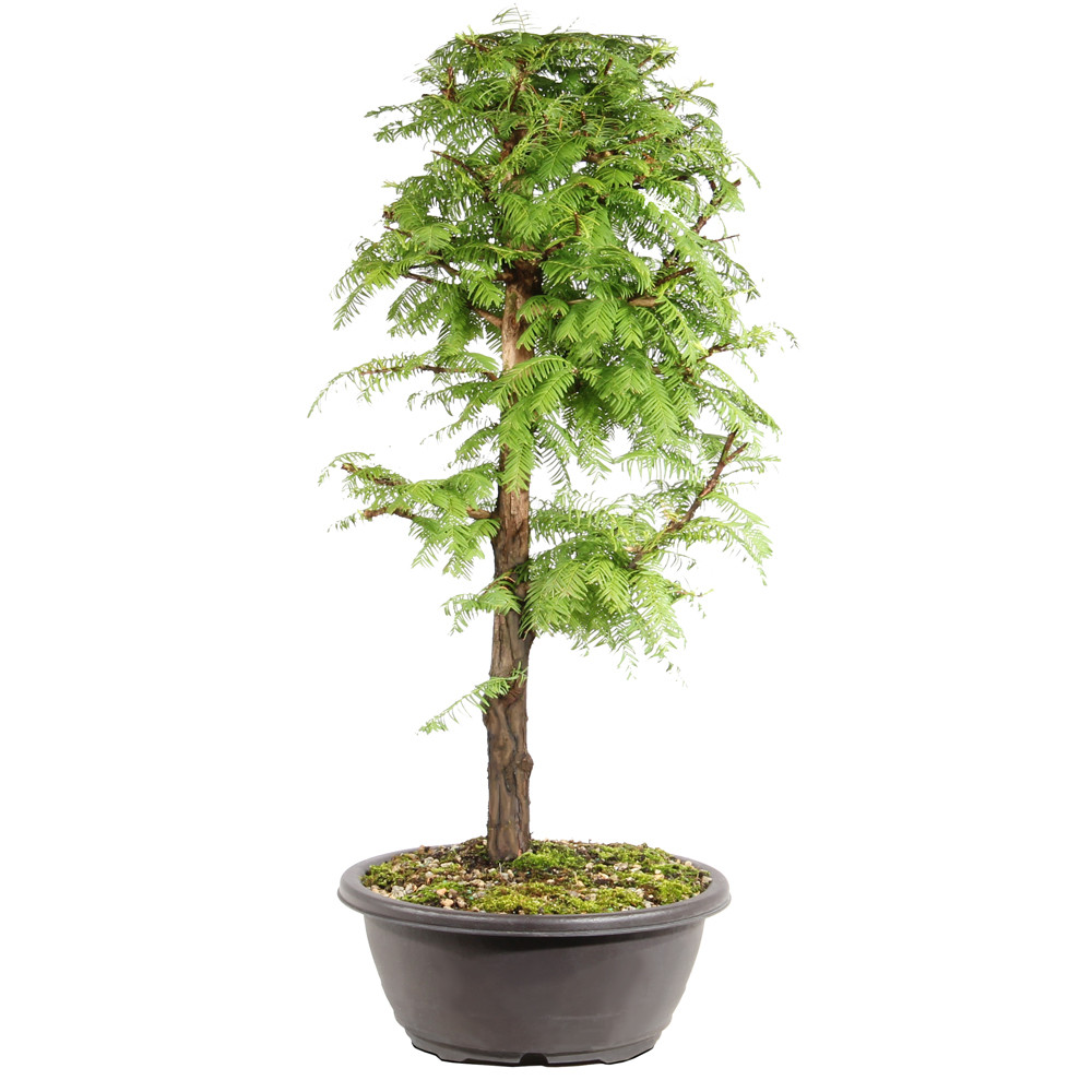 Dawn Redwood left side view 