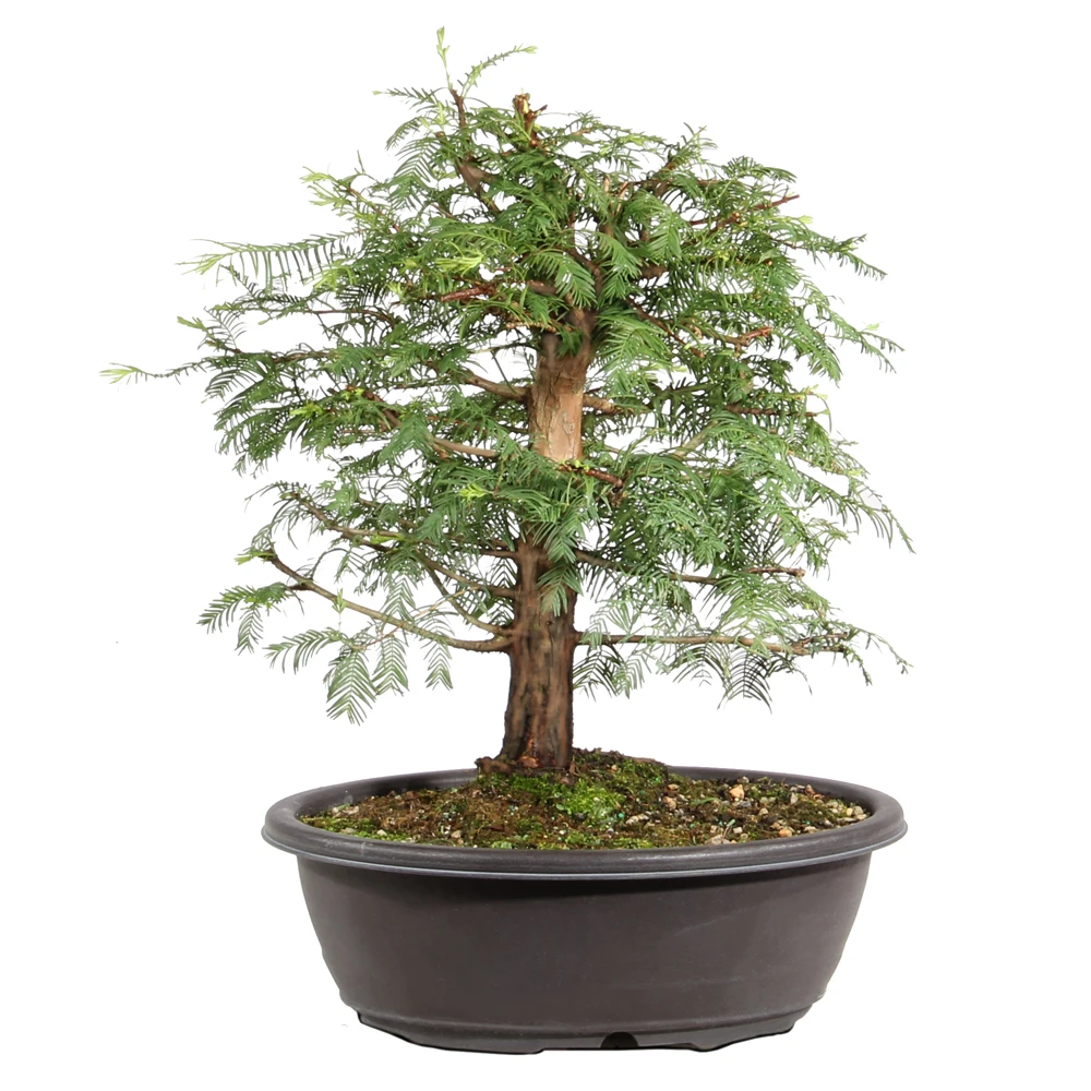 Dawn Redwood in a plastic bonsai container 