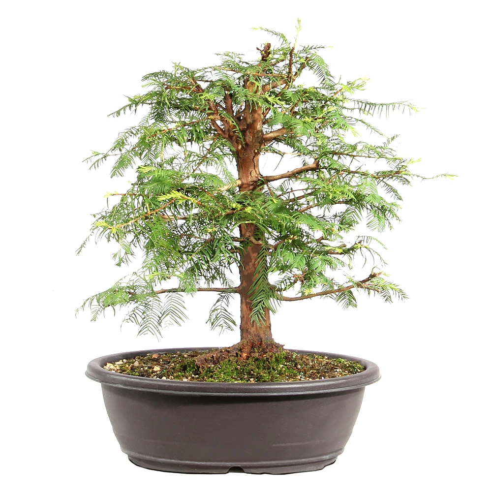 Dawn Redwood back view 