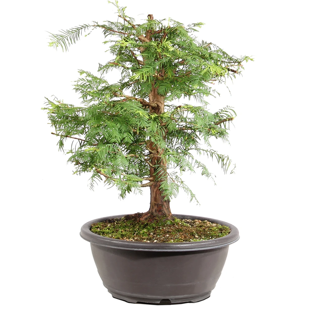 Dawn Redwood left side view 