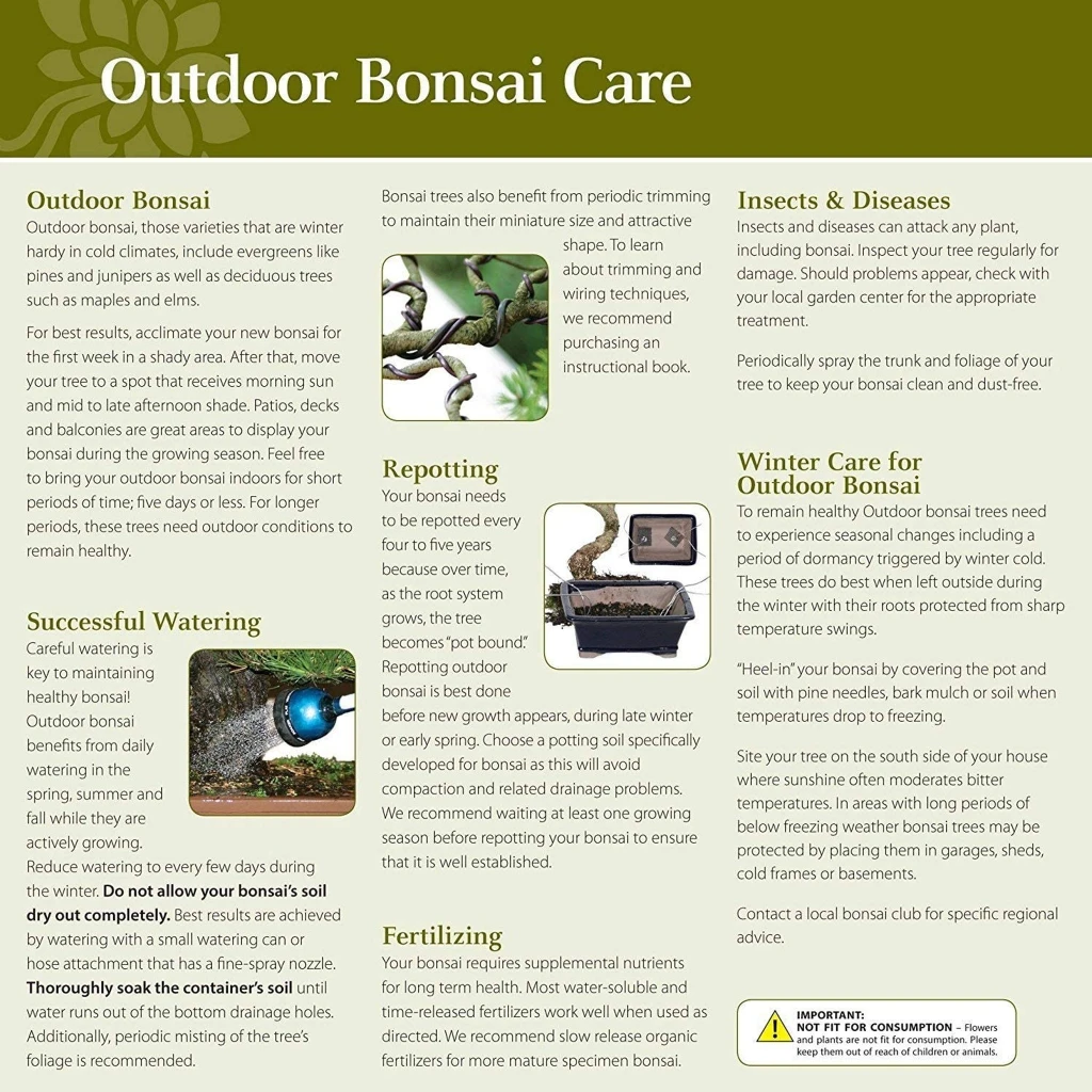 Dawn Redwood outdoor care instructions 