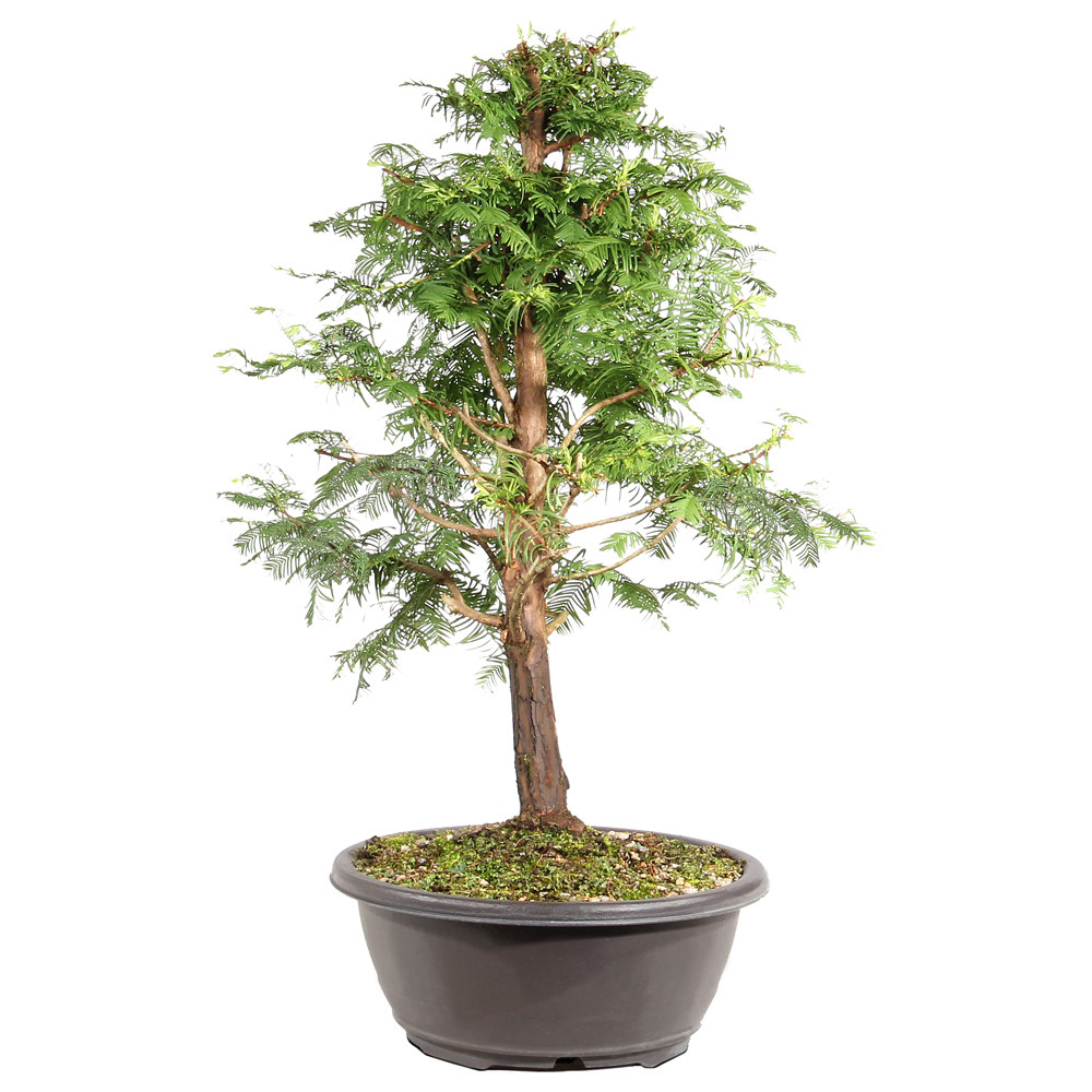 Dawn Redwood left side view 