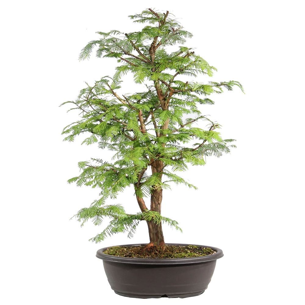 Dawn Redwood back view 