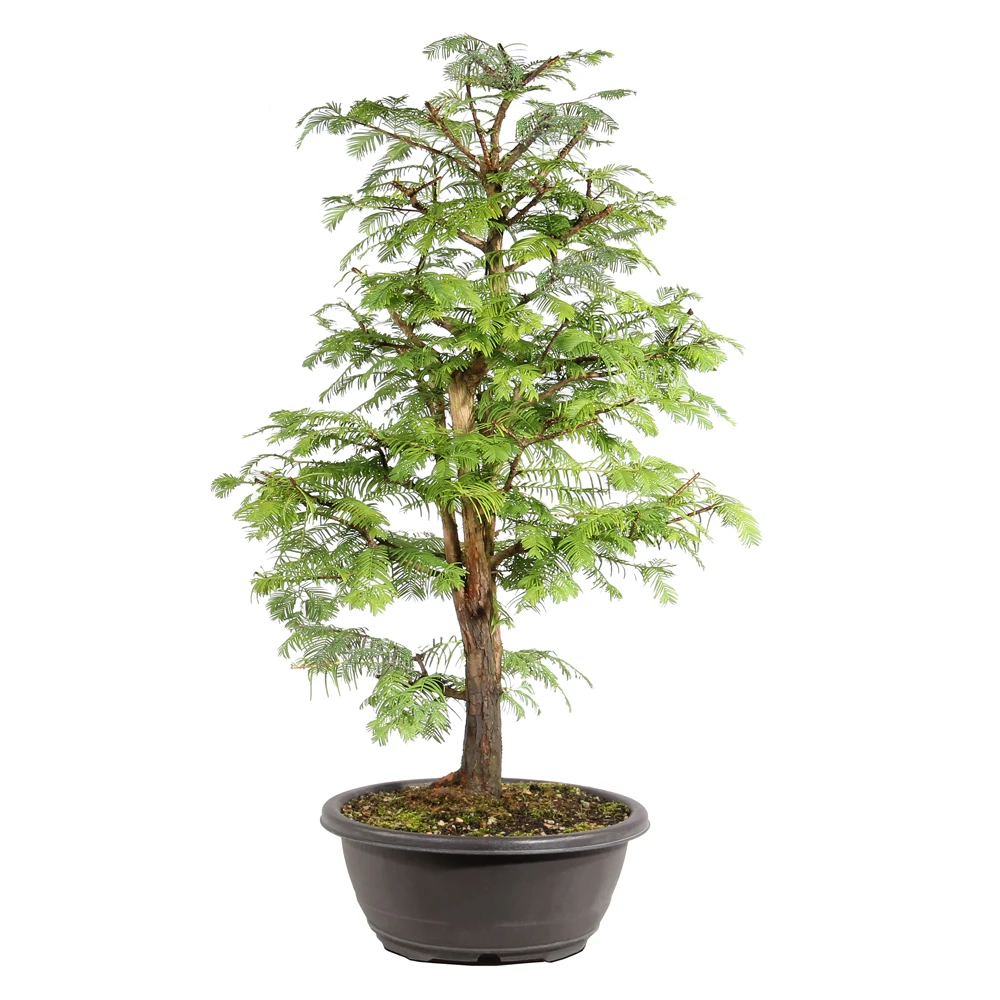 Dawn Redwood left side view 
