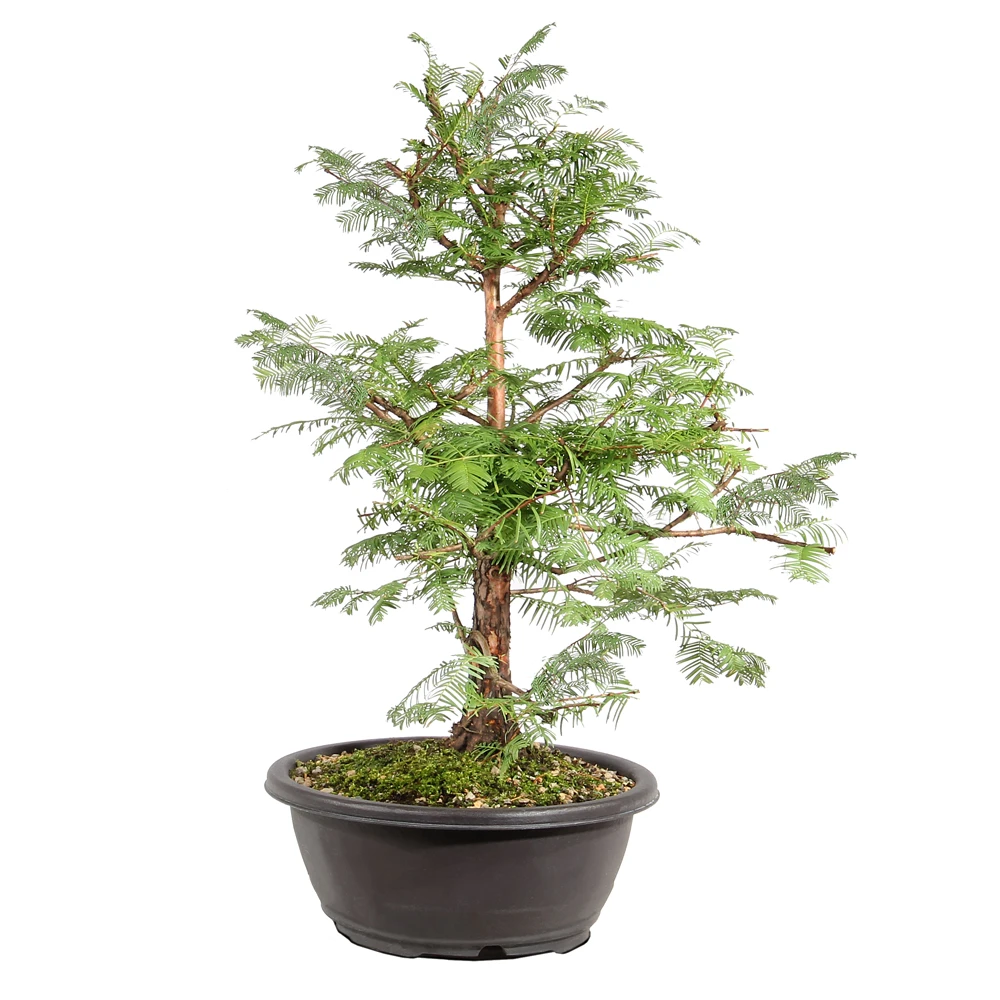 Dawn Redwood right side view 