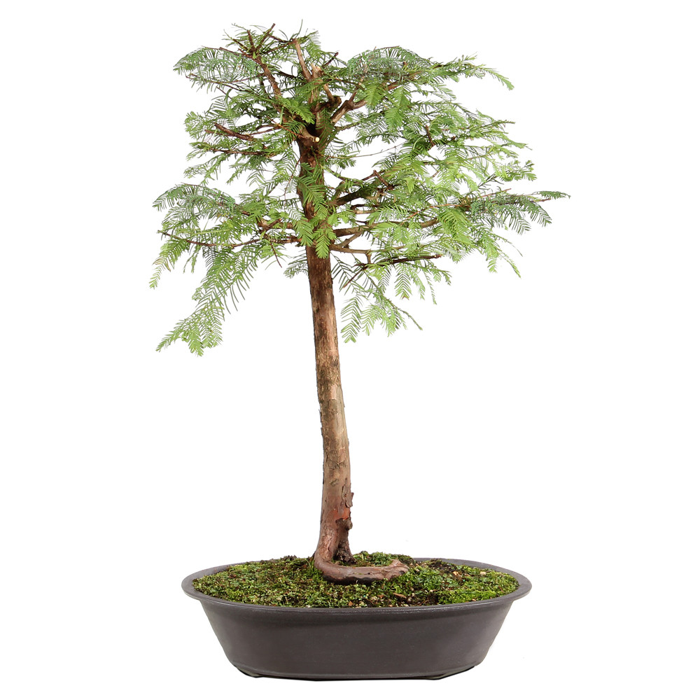 Dawn Redwood in a plastic bonsai container 