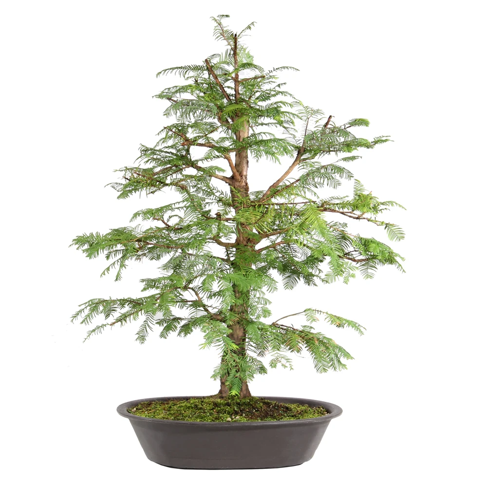 Dawn Redwood back view 