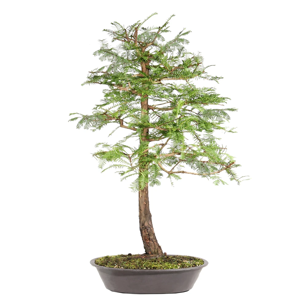 Dawn Redwood in a plastic bonsai container 