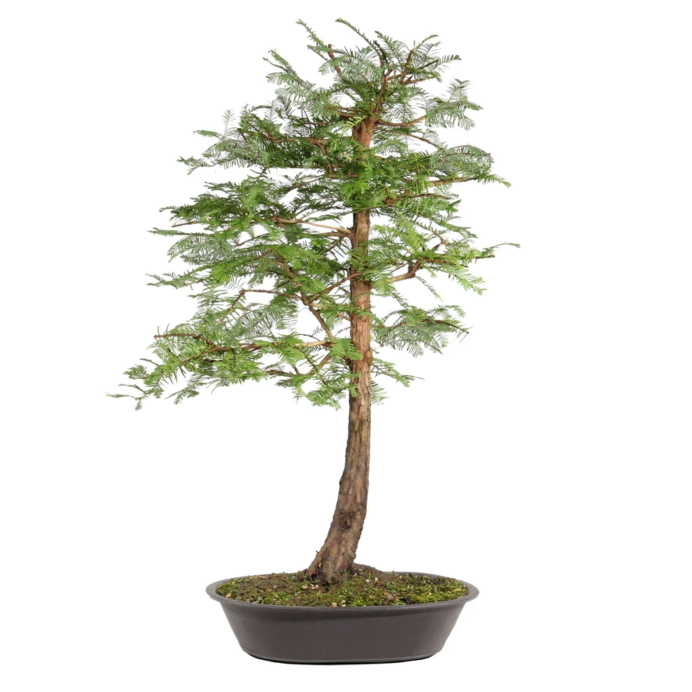 Dawn Redwood back view 