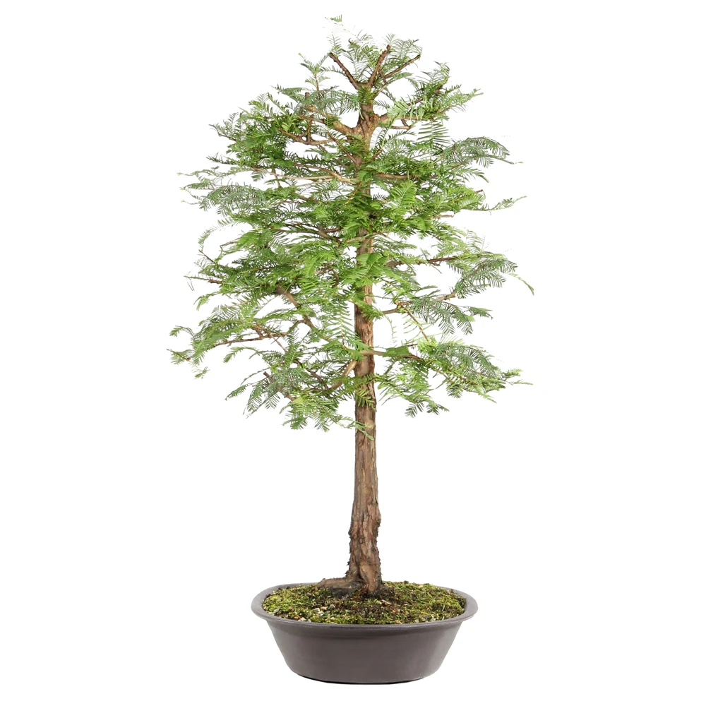 Dawn Redwood right side view 