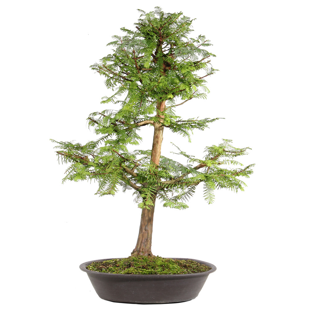 Dawn Redwood back view 