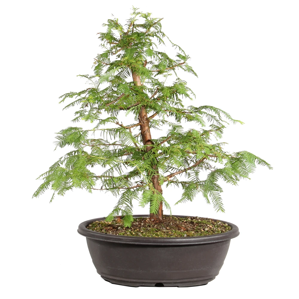 Dawn Redwood in a plastic bonsai container