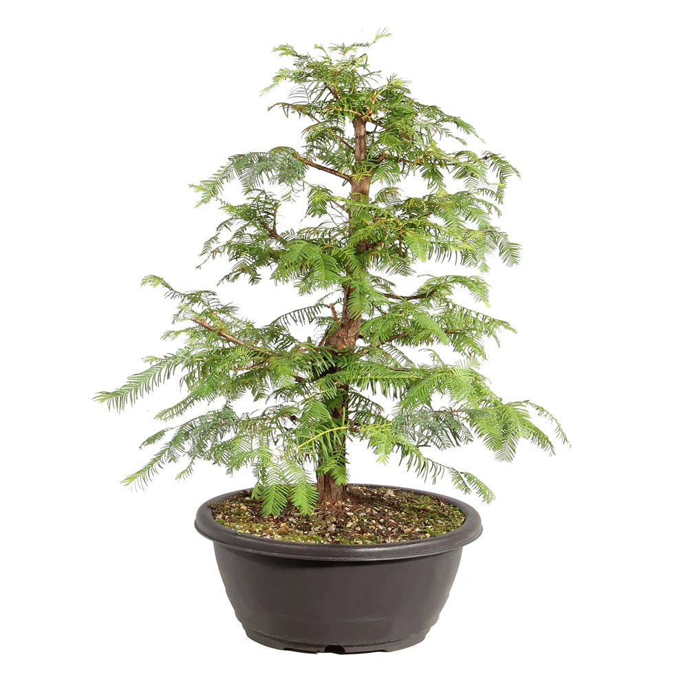 Dawn Redwood left side view