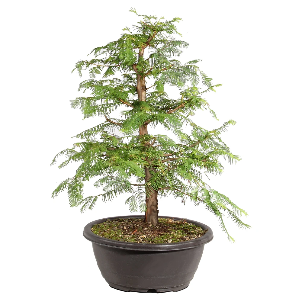 Dawn Redwood right side view