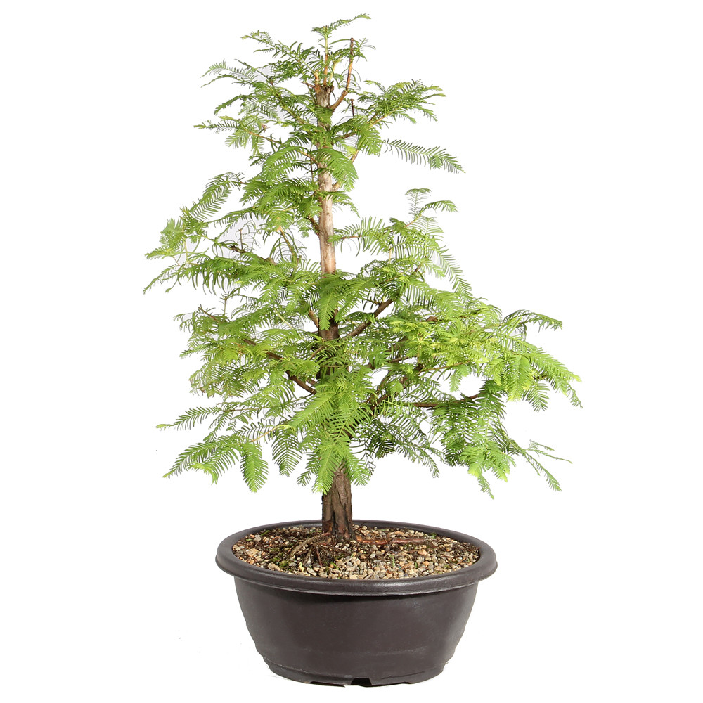 Dawn Redwood left side view 