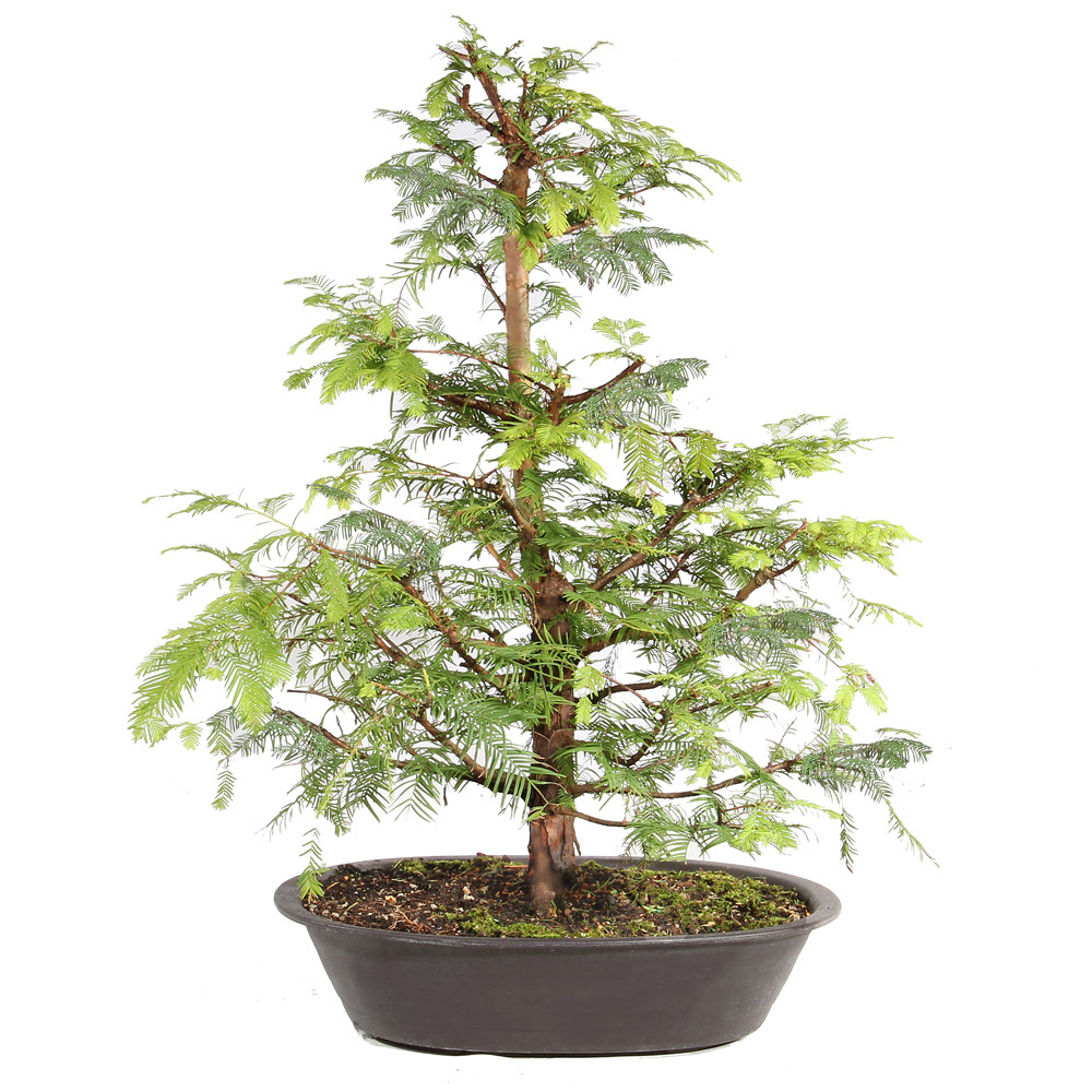 Dawn Redwood in a bonsai container 
