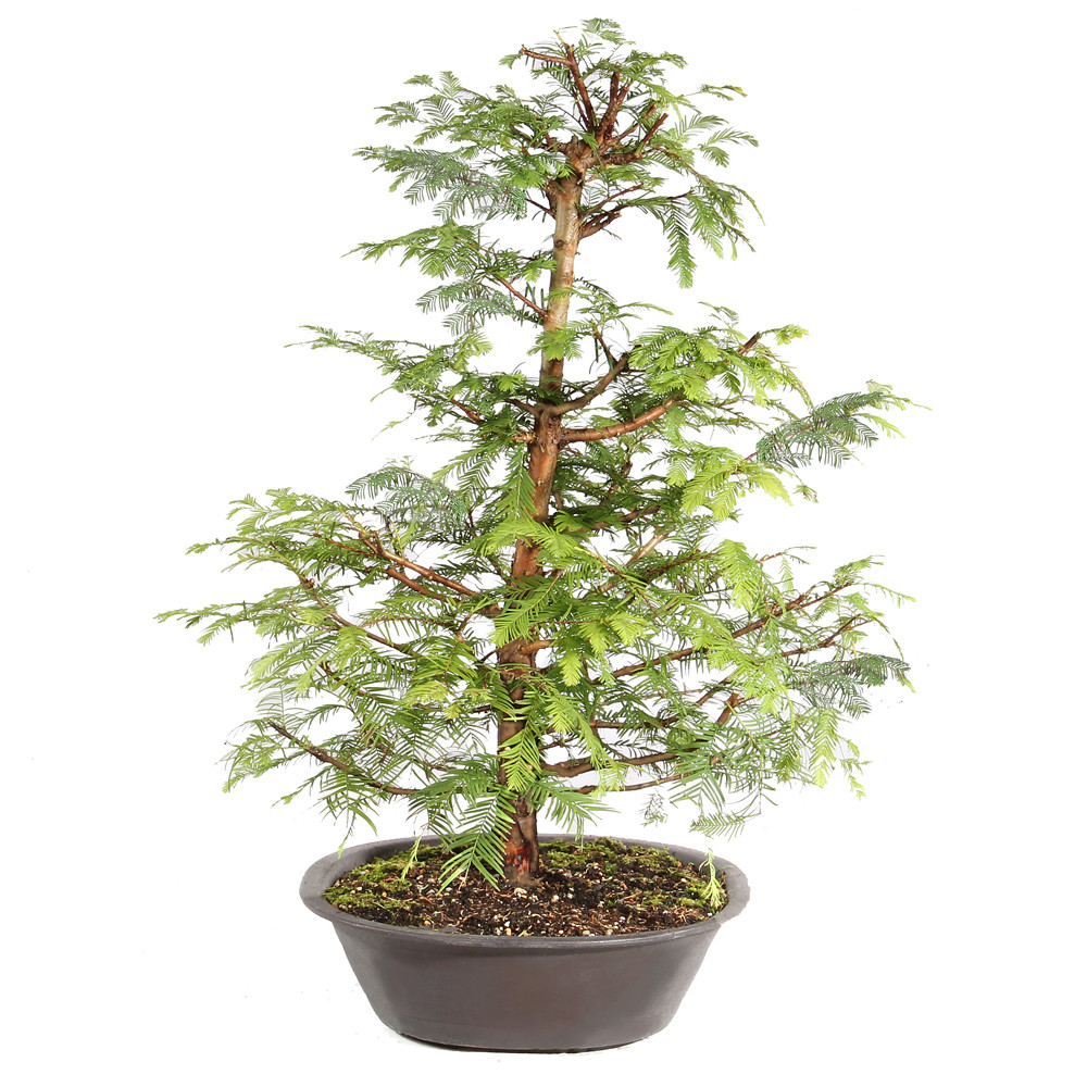 Dawn Redwood left side view 