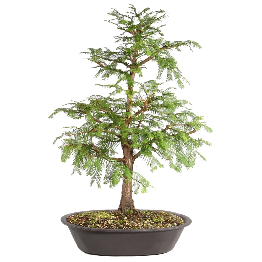 Dawn Redwood in a bonsai container