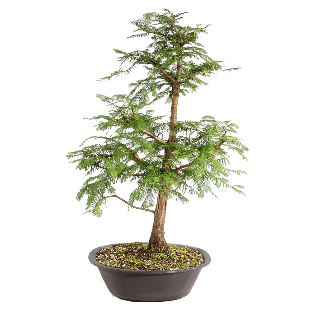 Dawn Redwood right side view